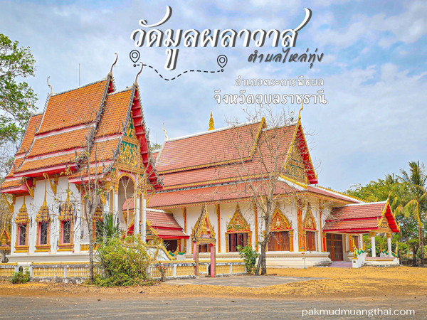 ปก